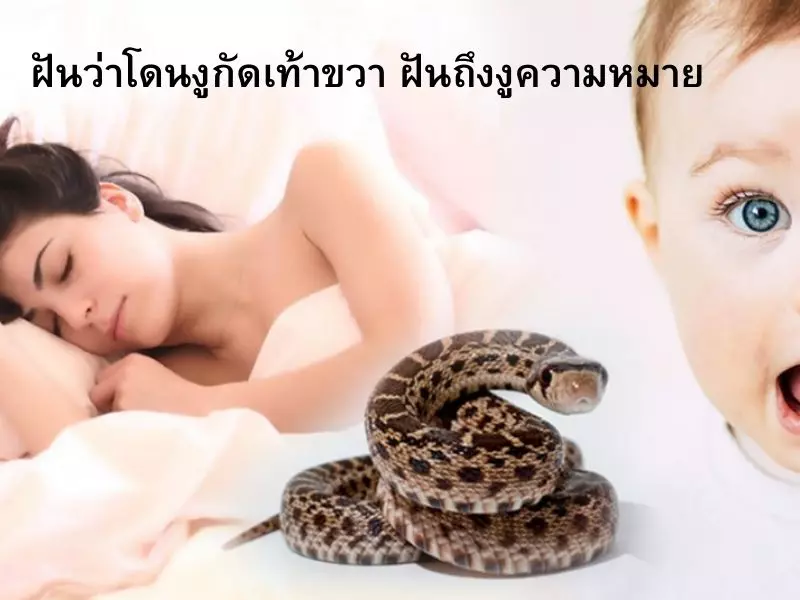 ฝันว่าโดนงูกัดเท้าขวา ฝันถึงงูความหมาย คนท้องฝันเห็นงู