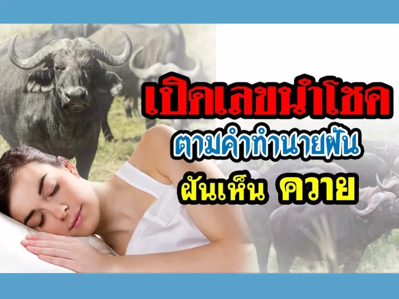 คำทำนายฝันว่าควายไล่ขวิด แต่หนีได้ ฝันว่าควายไล่ขวิด