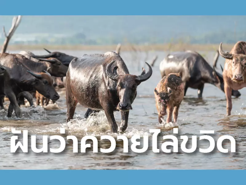 ฝันเห็นควายไล่ขวิด เลขเด็ด ฝันว่าควายไล่ขวิด