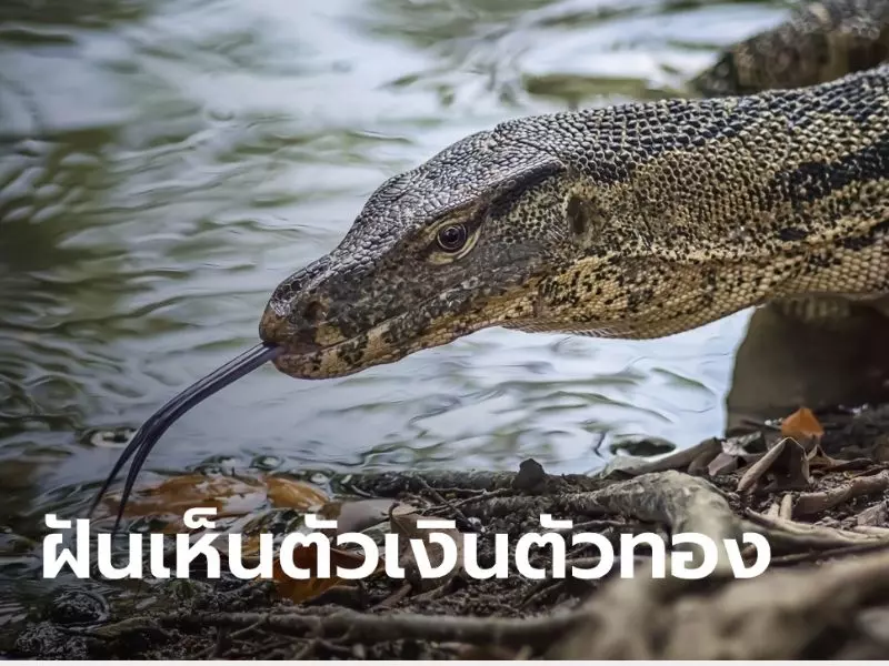 ฝันเห็นตัวเงินตัวทองเข้าบ้าน เลขเด็ด ฝันเห็นตัวเงินตัวทอง